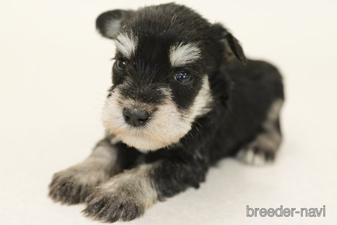 成約済の神奈川県のミニチュアシュナウザー-380216の1枚目